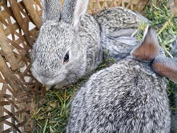 盲人玩家期待《怪物猎人：荒野》发布 寻找同伴一起玩